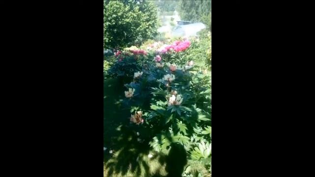 Прямой эфир из Сад а Дракона 17 июня 2018 смотреть онлайн