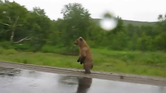 Миша переходит дорогу смотреть онлайн