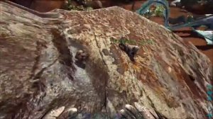 ♪♫ Come Fly With Me ♬♪ - Archaeopteryx Tame
