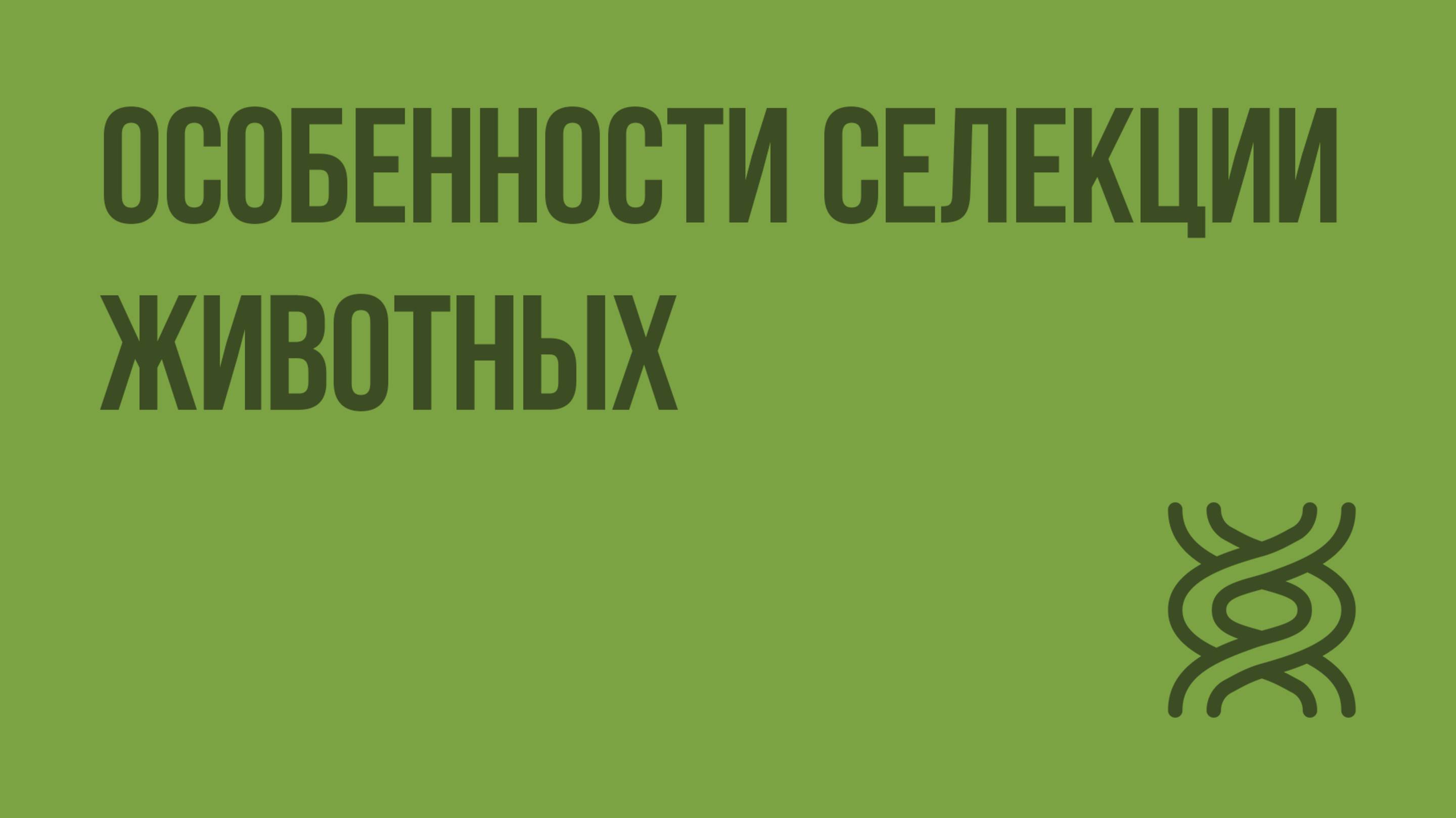 Особенности cелекции животных. Видеоурок по биологии 9 класс
