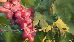 Премьера 2 августа 2024 форма винограда с мускатом.Виноградник Щереденкова В.А.mp4