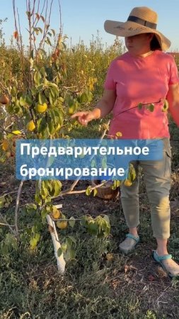 2х-сортовая груша из Питомника Дерево-Сад