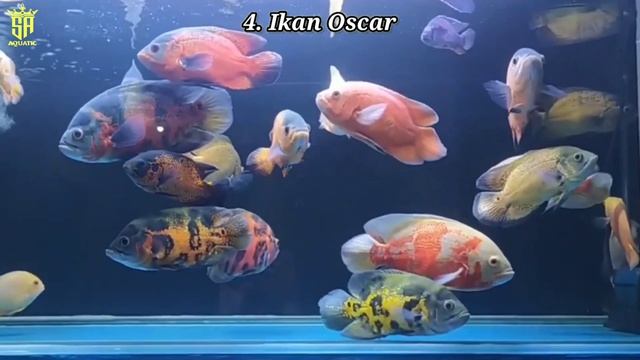 Dilirik Arab Saudi, 9 Jenis Ikan Hias Asli Indonesia Yang Jadi Primadona Pasar internasional