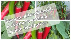 Хотите большой урожай перца? Но не знаете какой сорт посадить? Тогда берите перец из магазина.