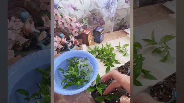 Черенкование гортензии Bonfire/Бонфайер. Видео от 14.05.2024 г.