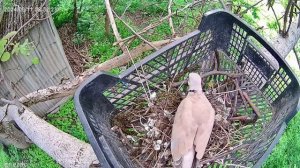 Как Лесной голубь строит  гнездо- How a wood pigeon builds a nest-1 серия.