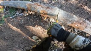 Silky-Gomboy 300mm cutting 8" log in real-time.