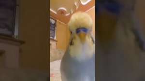 Говорящий попугайчик.Тиша