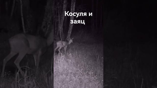 Наглый заяц #shorts смотреть онлайн