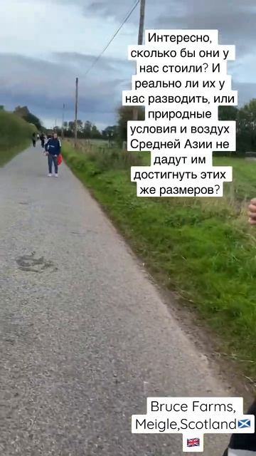 Bruce farms #работаванглии #работанаферме #фермавбритании #фермаванглии #фермавшотландии