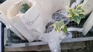 31.10.23г. Пришёл заказ с "рассада26". Что новенького:  мята, злаки, армерия, плющ, герань, фотиния