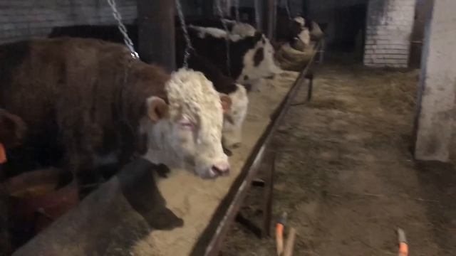 Откорм бычков утренне кормление Быков и Ответ на комментарий￼ смотреть онлайн