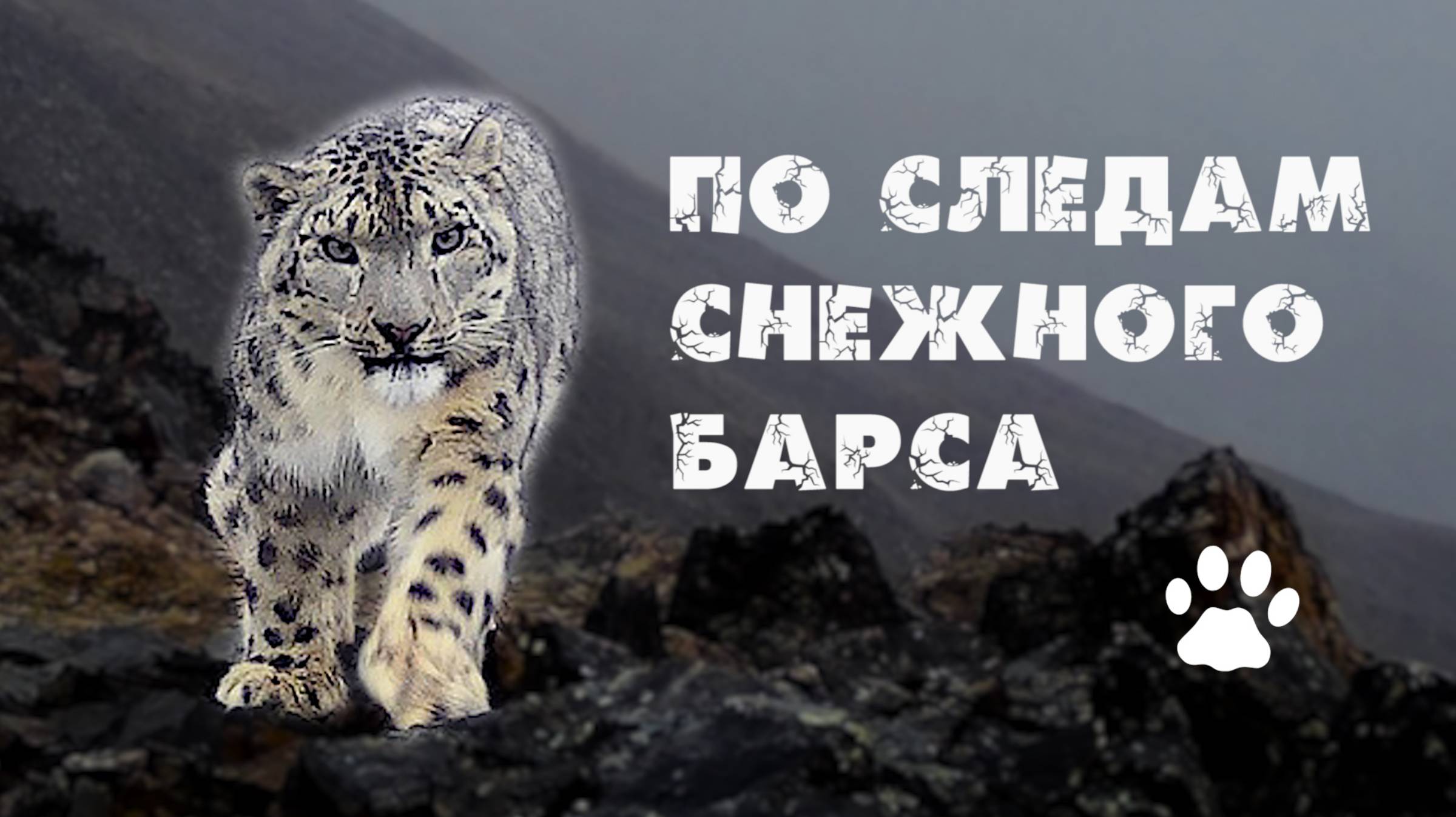 Экспедиция по следам снежного барса. Горный Алтай. Горные козлы. Кот манул. Алтайские горные бараны. смотреть онлайн