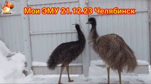 Эму 21 декабря 2023 года 🥰 В Челябинске +1 ❗ Страусята гуляют ленивые птенчики 😂🤣😂