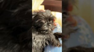 Аффенпинчер