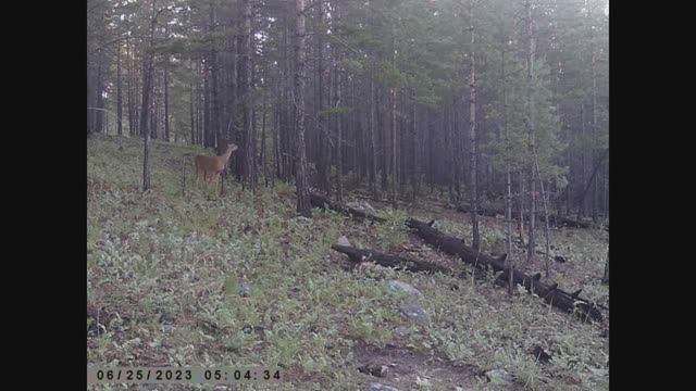 ЧТО ДЕЛАЮТ КОСУЛИ В ТАЙГЕ ФОТОЛОВУШКА смотреть онлайн