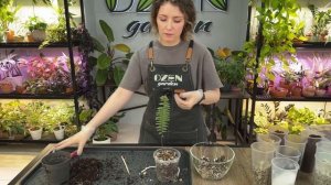 Реанимация комнатных растений » Мой порядок действий по спасению