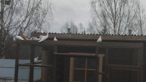 Ижевские голуби 14.04.24. Просто видео