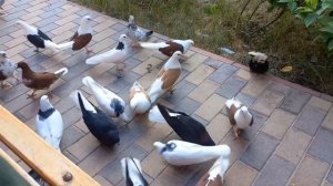 голуби самары. какой кошмар, какой же голубь гад !