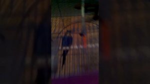Как загнать попугая в клетку