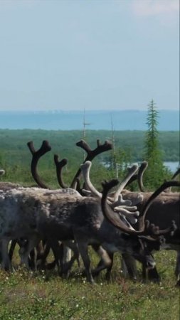 Северные олени, Таймыр, Дудинка, Север Красноярского края