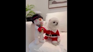 12 МИНУТ СМЕХА | ЛУЧШИЕ ПРИКОЛЫ 2025 | ПРО ЖИВОТНЫХ | СМЕШНЫЕ ВИДЕО