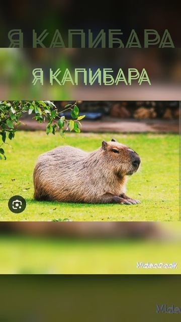 Я КАПИБАРА