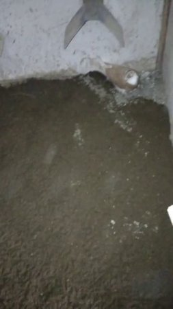Голуби Виктора Анапа