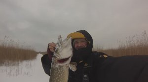 Зимний жор щуки. Клюет на жерлицы не переставая.