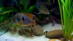 Геофагус бразильский (Geophagus brasiliensis)