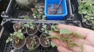 Бальзамин Уоллера черенкование✂️! Методы укоренения и обзор предыдущего черенкования