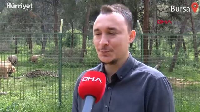SAKARYA'DAN GELEN 3 AYLIK YAVRU AYIMIZ 'DOLUNAY' OVAKORUSU AYI BARINAĞININ MASKOTU OLDU смотреть онлайн