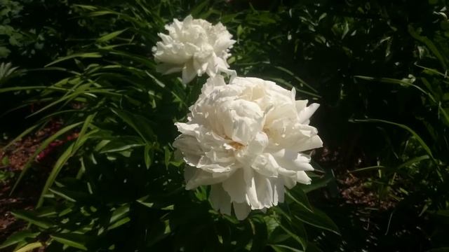 Paeonia White Lullaby смотреть онлайн