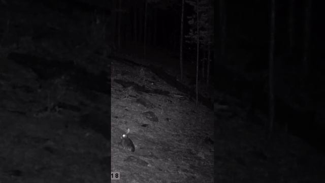 ОГРОМНЫЙ КОЗЁЛ И ЗАЙЦЫ #shorts