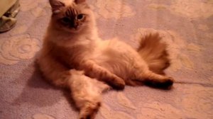 Пьяная кошка