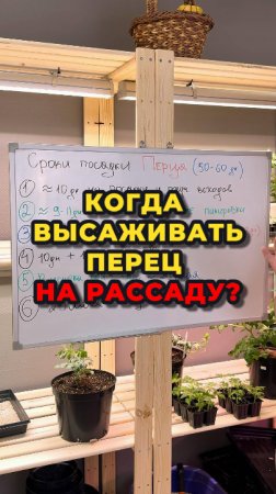 Самая верная памятка по посадке перцев!