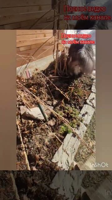 Гортензия Сбежавшая невеста, как перезимовала.