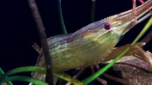 ホッカイエビ　Hokkai shrimp　Pandalus latirostris