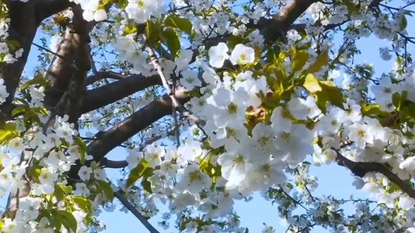 Оркестр Поля Мориа (Paul Mauriat). Весеннее настроение. Сборник Лучших Мелодий смотреть онлайн