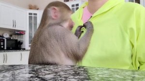 Гамадрил Ники и Луна , кушаем , кто с нами?!🙊