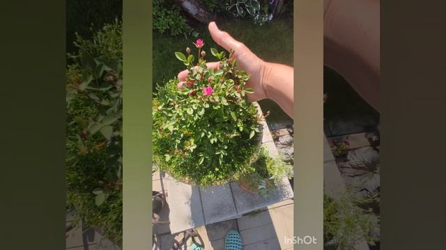 Обзор роз на моём участке. Коко-Локо - моя любимая роза.