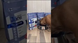 Jarvi корм для кошек и собак. Мнение обычных владельцев.