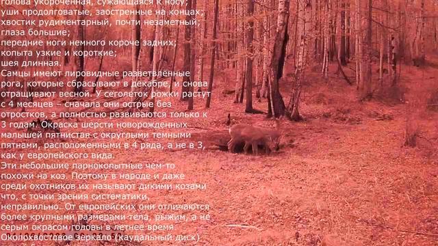 СИБИРСКИЕ КОСУЛИ смотреть онлайн