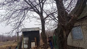 Подрезка Ореха