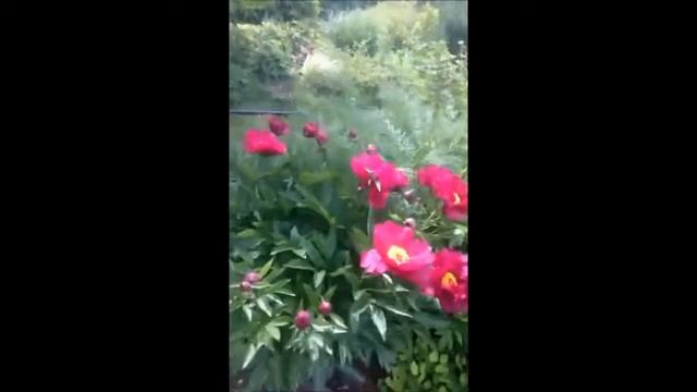 Прямой эфир из Сада Дракона 4 июня2018 смотреть онлайн