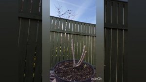 Низкая и средняя обрезка гортензий весной.