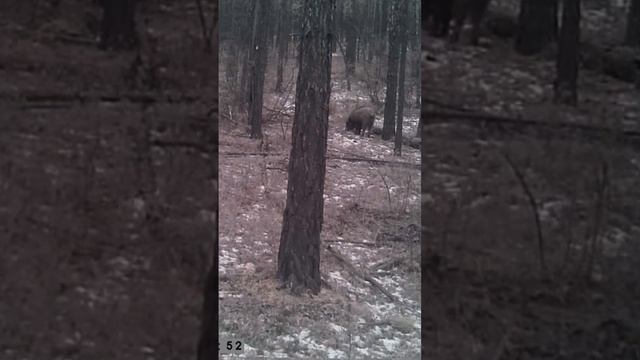 КАБАНЫ НА ПРИВАДЕ #shorts смотреть онлайн