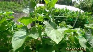 Самый Урожайный Сорт ОГУРЦОВ