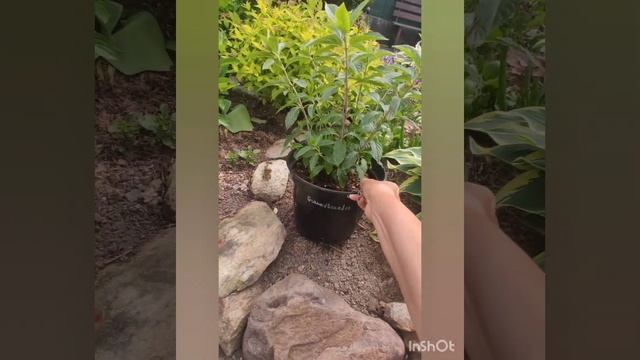 Обзор малого миксбордера.