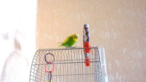 КАК ПОПУГАЙ ТОША СТЕСНЯЕТСЯ КАМЕРЫ / ВЕСЕЛЫЙ ВОЛНИСТЫЙ ПОПУГАЙ / зеленый попугайчик TV